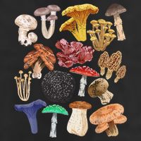 Mushroom Classification Types Mycology For Shroom Hunter Golf Towel