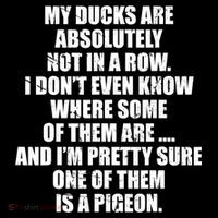 My Ducks Are Absolutely Not In A Row Pigeon Stripe Pom Pom Beanie
