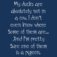 My Ducks Are Absolutely Not In A Row Pigeon 16 in Basic Backpack