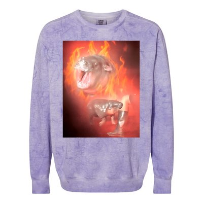 Moo Deng Bouncy Pig In Thai Fire Picture The Cute Baby Hippo Colorblast Crewneck Sweatshirt