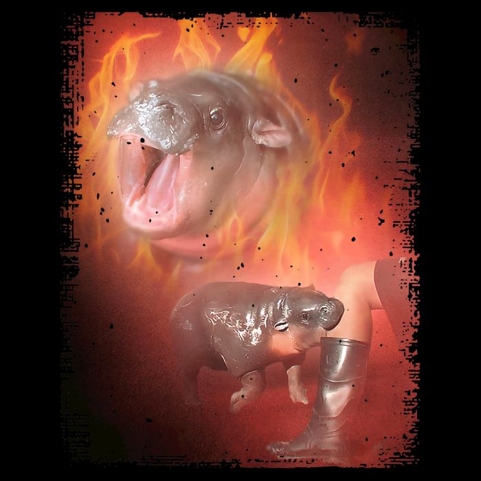 Moo Deng Bouncy Pig In Thai Fire Picture The Cute Baby Hippo Wool Snapback Cap