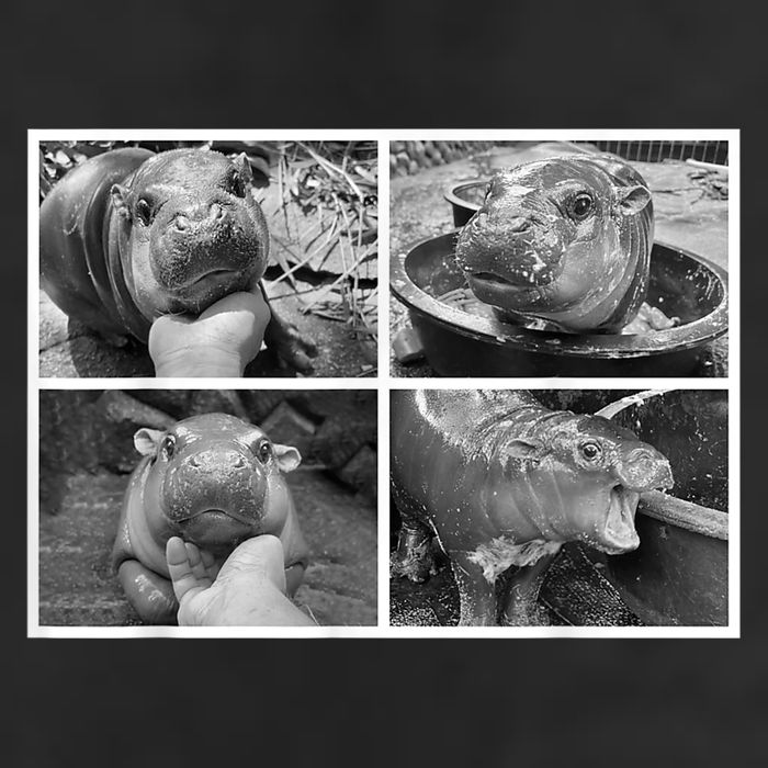Moo Deng Hippo Photo Funny Pygmy Hippopotamus 7 Panel Mesh Trucker Snapback Hat