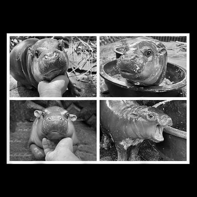 Moo Deng Hippo Photo Funny Pygmy Hippopotamus T-Shirt