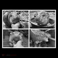 Moo Deng Hippo Photo Funny Pygmy Hippopotamus Hooded Wearable Blanket