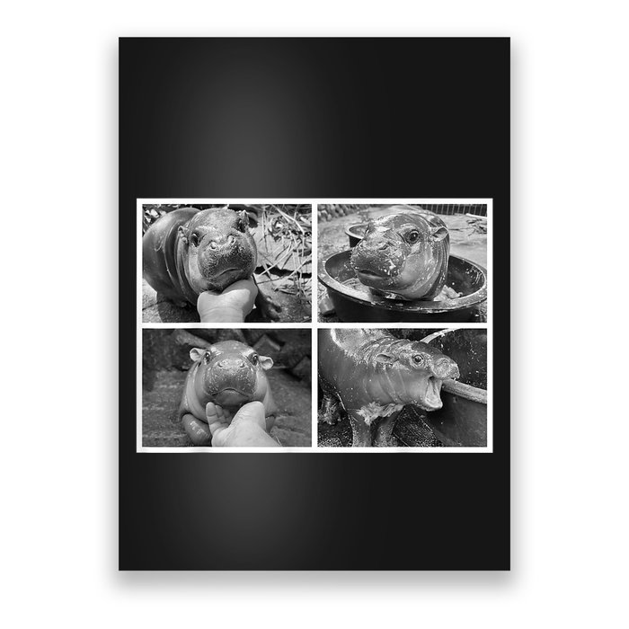 Moo Deng Hippo Photo Funny Pygmy Hippopotamus Poster
