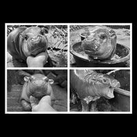 Moo Deng Hippo Photo Funny Pygmy Hippopotamus Tank Top