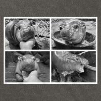 Moo Deng Hippo Photo Funny Pygmy Hippopotamus Cotton Canvas Backpack