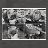 Moo Deng Hippo Photo Funny Pygmy Hippopotamus Vector Backpack