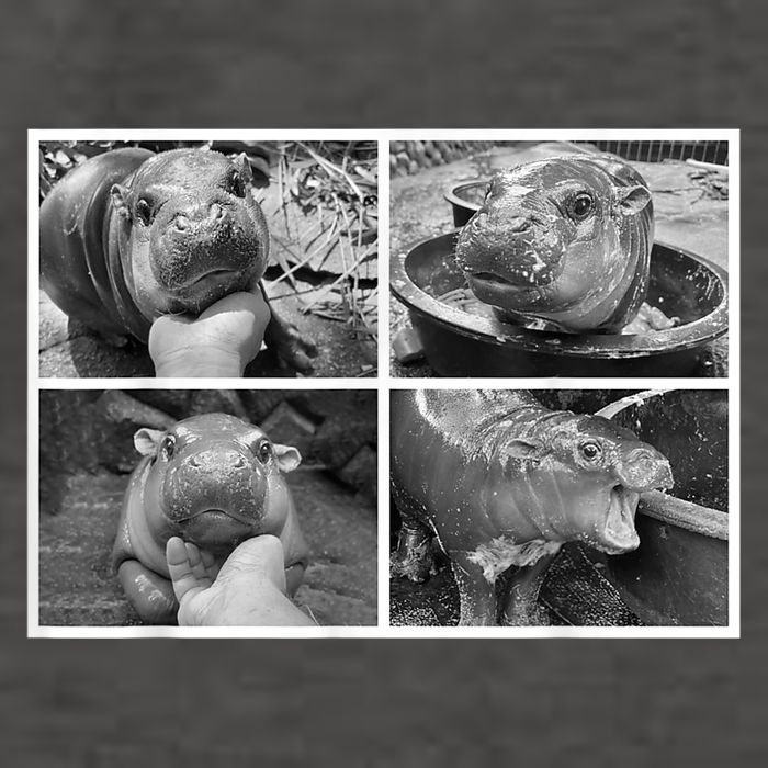 Moo Deng Hippo Photo Funny Pygmy Hippopotamus Vector Backpack