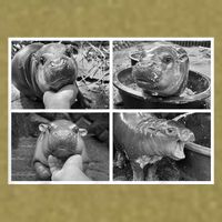 Moo Deng Hippo Photo Funny Pygmy Hippopotamus Garment-Dyed Women's Muscle Tee