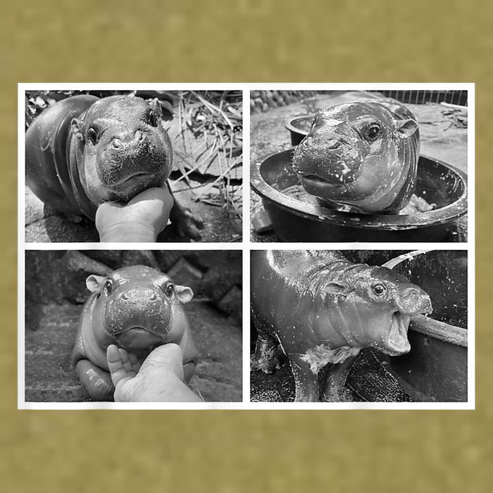 Moo Deng Hippo Photo Funny Pygmy Hippopotamus Garment-Dyed Women's Muscle Tee