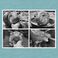Moo Deng Hippo Photo Funny Pygmy Hippopotamus Sueded Cloud Jersey T-Shirt