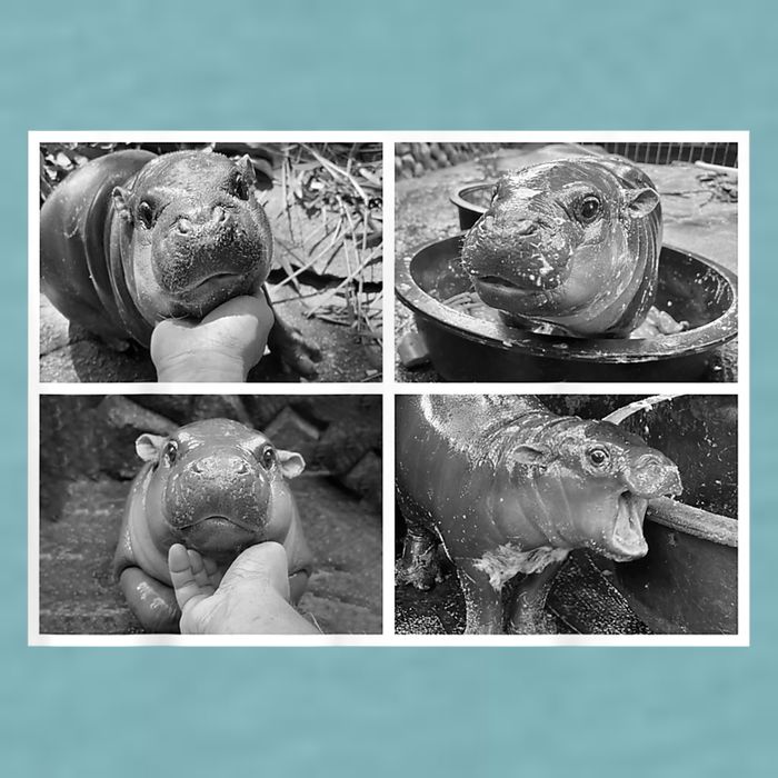 Moo Deng Hippo Photo Funny Pygmy Hippopotamus Sueded Cloud Jersey T-Shirt