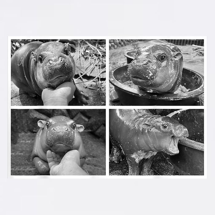 Moo Deng Hippo Photo Funny Pygmy Hippopotamus Garment-Dyed Sweatshirt