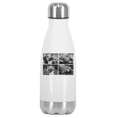 Moo Deng Hippo Photo Funny Pygmy Hippopotamus Stainless Steel Insulated Water Bottle