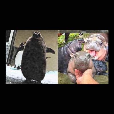 Moo Deng Hippo And Baby Penguin Pesto T-Shirt