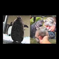 Moo Deng Hippo And Baby Penguin Pesto 16 in Basic Backpack