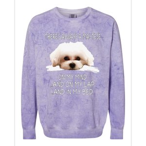 Maltese Dog Is On My Mind Funny Puppy Owner Design Colorblast Crewneck Sweatshirt