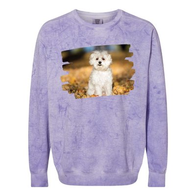 Maltese Dog Lover Gift Colorblast Crewneck Sweatshirt