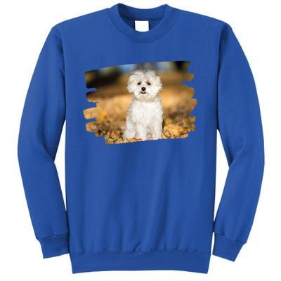 Maltese Dog Lover Gift Sweatshirt