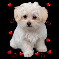 Maltese Dog Lover Dogs Puppies Owners Design Bag