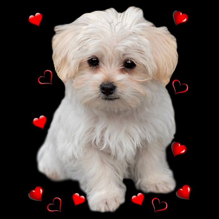 Maltese Dog Lover Dogs Puppies Owners Design Bag
