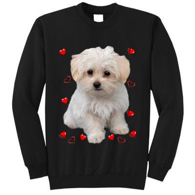 Maltese Dog Lover Dogs Puppies Owners Design Tall Sweatshirt