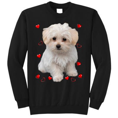 Maltese Dog Lover Dogs Puppies Owners Design Tall Sweatshirt