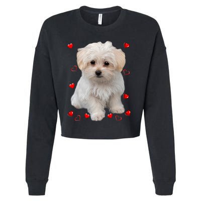 Maltese Dog Lover Dogs Puppies Owners Design Cropped Pullover Crew