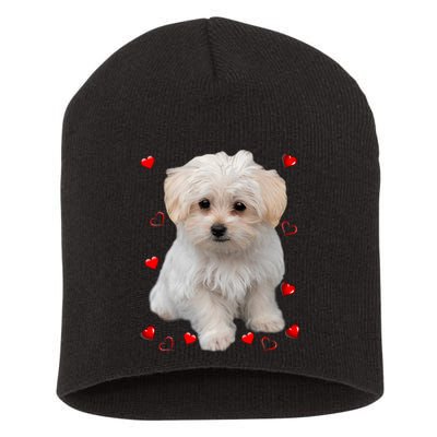 Maltese Dog Lover Dogs Puppies Owners Design Short Acrylic Beanie