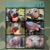 Moo Deng Picture Meme Funny Hippo Legacy Tie Dye Trucker Hat