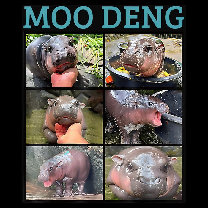 Moo Deng Picture Meme Funny Hippo Mug