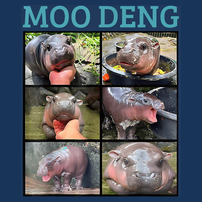 Moo Deng Picture Meme Funny Hippo Flatbill Hat