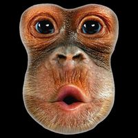 Monkey Face Breath Funny 16 in Basic Backpack