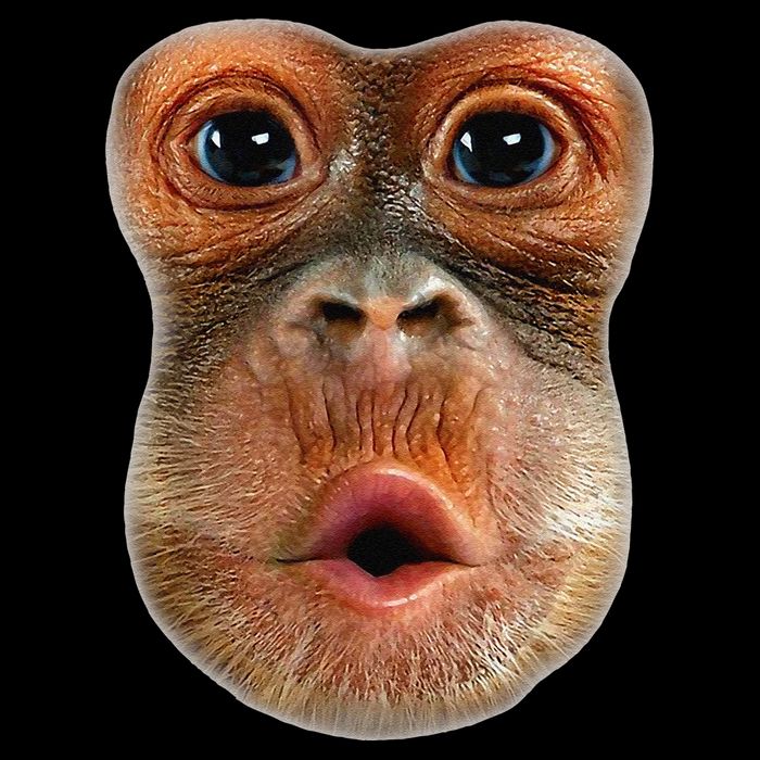 Monkey Face Breath Funny 16 in Basic Backpack