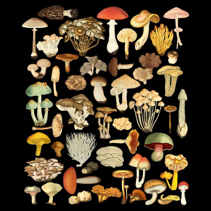 Mycology Fungi Foraging Mushroom Cooling Performance Crew T-Shirt