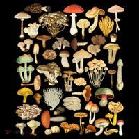 Mycology Fungi Foraging Mushroom T-Shirt