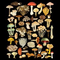 Mycology Fungi Foraging Mushroom Button