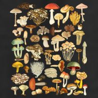 Mycology Fungi Foraging Mushroom Golf Towel