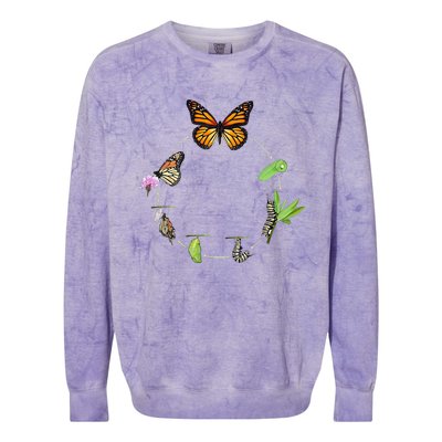 Monarch Life Cycle Butterfly Caterpillar Gift Colorblast Crewneck Sweatshirt