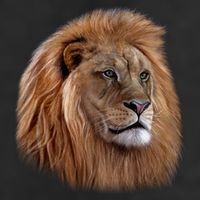 Majestic Lion Head Adult Drive Performance Visor