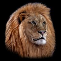 Majestic Lion Head 16 in Basic Backpack