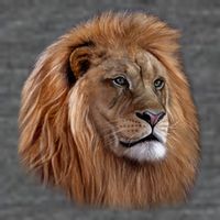 Majestic Lion Head 7 Panel Mesh Trucker Snapback Hat