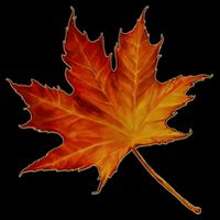 Maple Leaf Nature Tall T-Shirt
