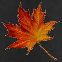 Maple Leaf Nature Trucker Hat