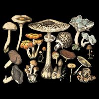Mushroom Mycology Fungi Foraging Mushroom Whisperer Magnet