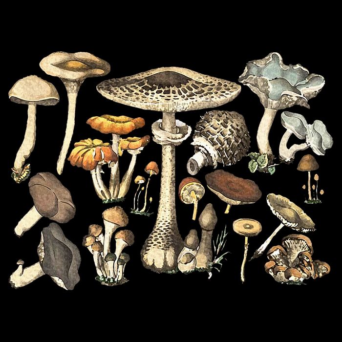 Mushroom Mycology Fungi Foraging Mushroom Whisperer Magnet