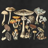 Mushroom Mycology Fungi Foraging Mushroom Whisperer Hat