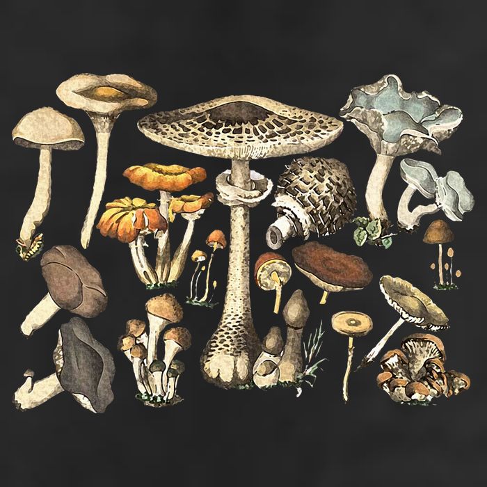Mushroom Mycology Fungi Foraging Mushroom Whisperer Hat