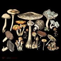 Mushroom Mycology Fungi Foraging Mushroom Whisperer Kids T-Shirt